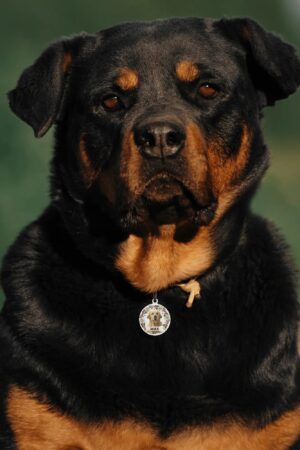 Personalized  Laser Metal Alloy Dog ID Tag