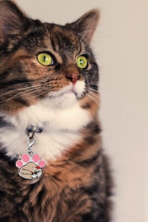 Decor Cat Dog Paw Jewelry Pet Collar Pendants